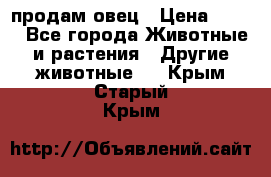  продам овец › Цена ­ 100 - Все города Животные и растения » Другие животные   . Крым,Старый Крым